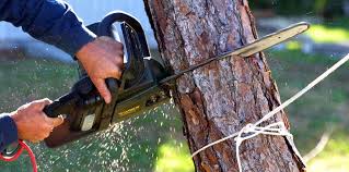 Best Fruit Tree Pruning  in USA